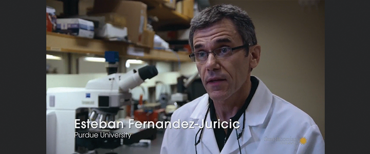 Smithsonian Channel Features Prof. Fernandez-Juricic's Research